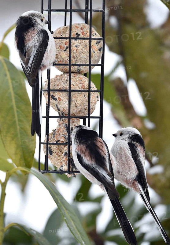 Long-tailed tits (Aegithalos caudatus) eat tit dumplings in winter, Schleswig-Holstein, Germany