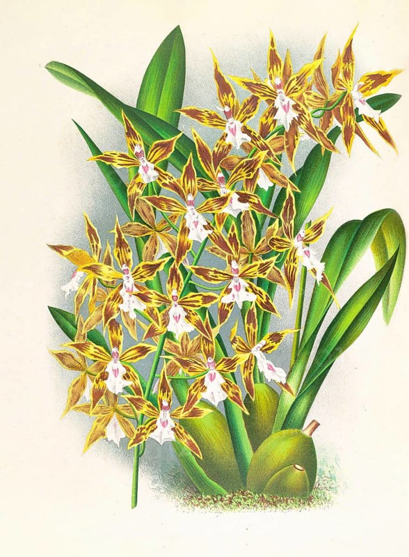 Orchid, Odontoglossum boddaertianum, authentic reproduction of an illustration by Jean Jules Linden (1817 - 1898), Luxembourgish-Belgian botanist, one of the fathers of orchid research, Historical