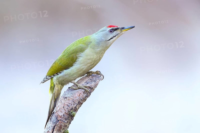 Grey-headed woodpecker (Picus canus), male sitting on an old branch in frost, wildlife, animals, winter, birds, woodpeckers, Siegerland, North Rhine-Westphalia, Germany