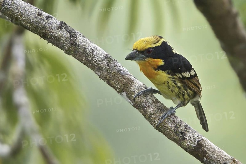 Gilded Barbet (Capito auratus), Ecuador