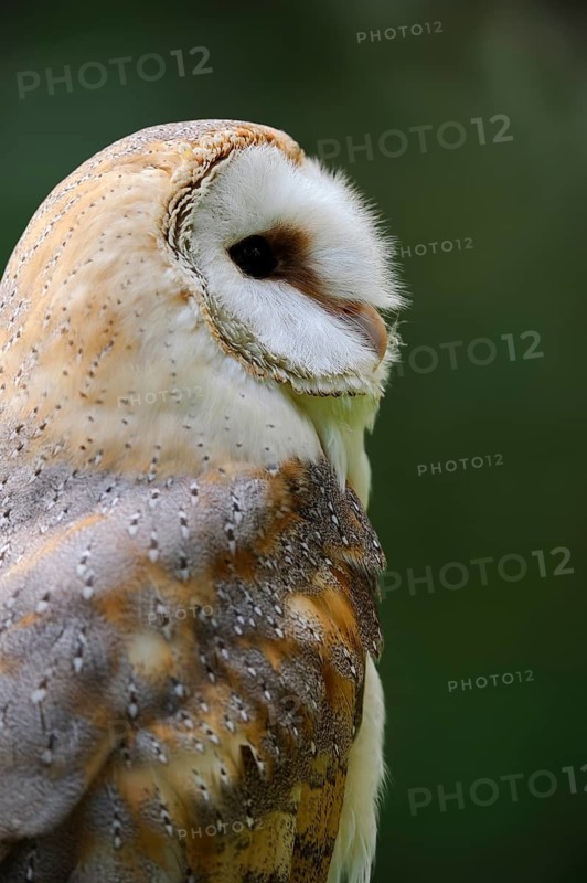 Common barn owl (Tyto alba), portrait, captive, Germany
