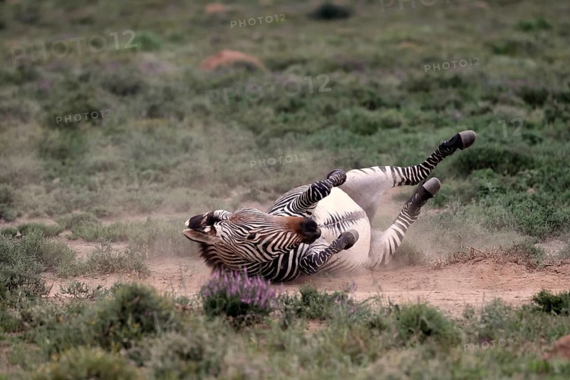 Cape Mountain Zebra (Equus zebra), adult, sand bath, Mountain Zebra National Park, Eastern Cape, South Africa