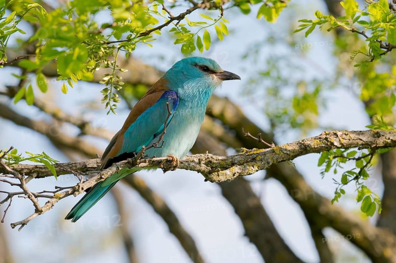 European Roller (Coracias garrulus) perched on a branch, Puszta, Hungary