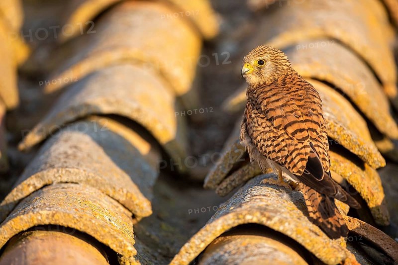 Lesser Kestrel (Falco naumanni) female on a roof, Castile-La Mancha, Spain
