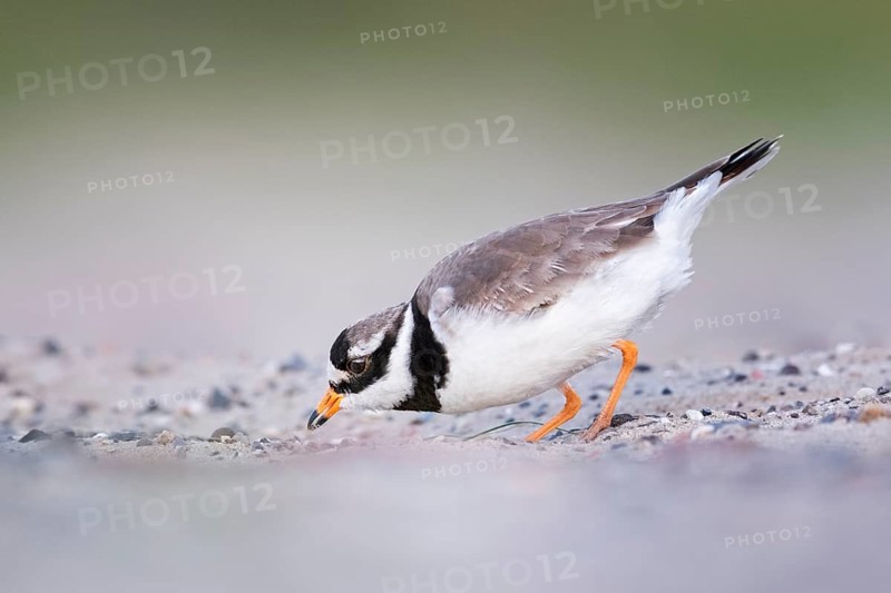 Common Ringed Plover (Charadrius hiaticula), Texel, Netherlands
