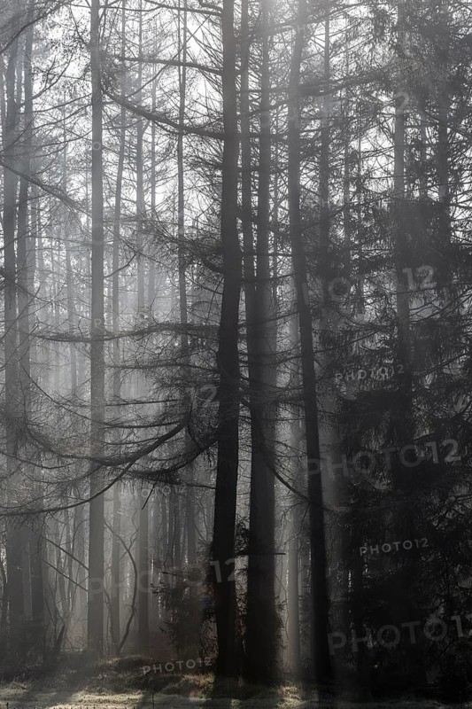 Fog in the coniferous forest, Emsland, Lower Saxony, Germany