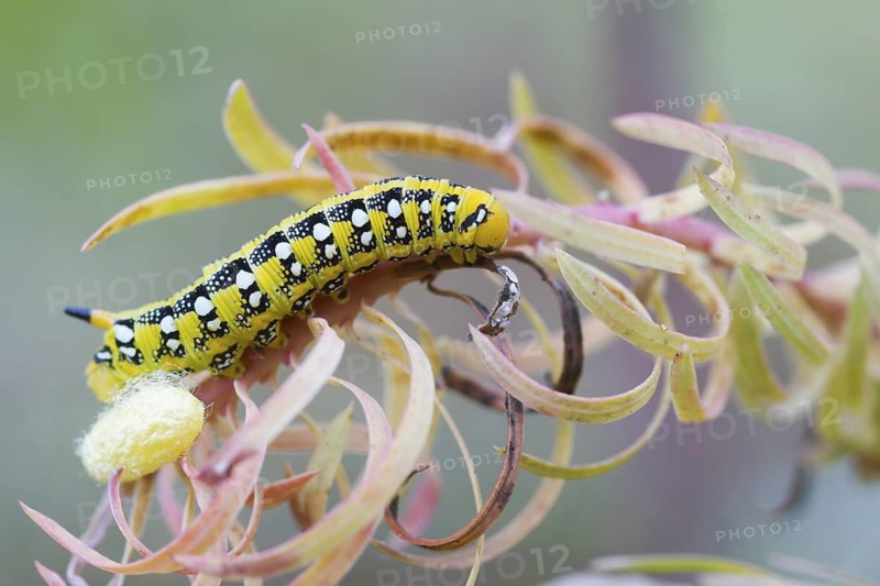 Hyles euphorbiae - Spurge Hawk-Moth - Wolfsmilchschwärmer, Germany (Baden-Württemberg), young larva