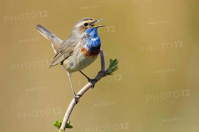 Bluethroat (Luscinia svecica cyanecula) male singing, Lower Saxony, Germany