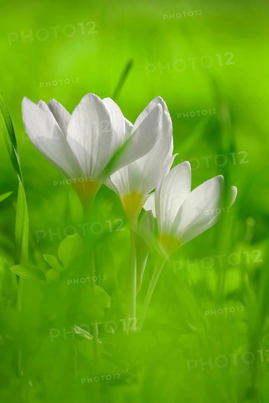 Autumn crocus (Colchium speciosum), September, Saxony, Germany