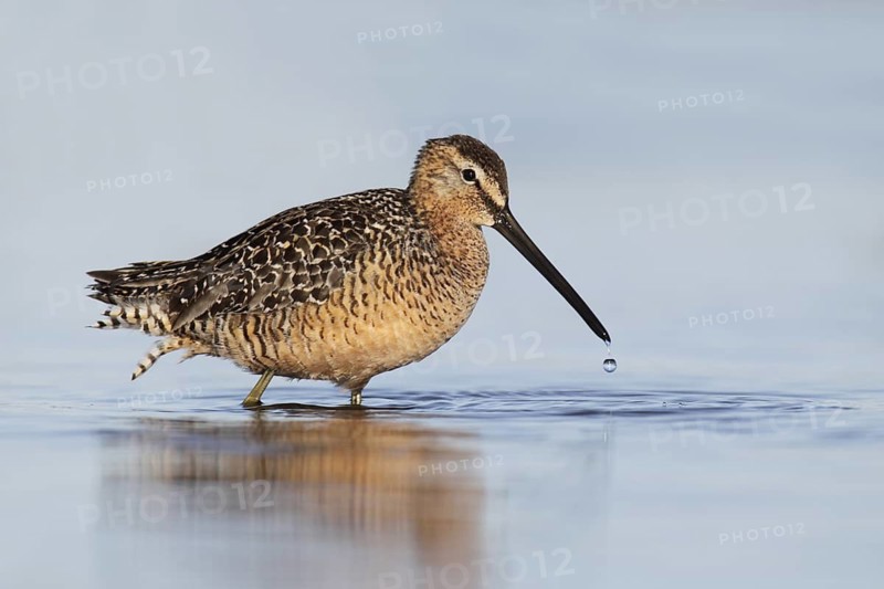Long-billed Dowitcher (Limnodromus scolopaceus), Alaska, USA