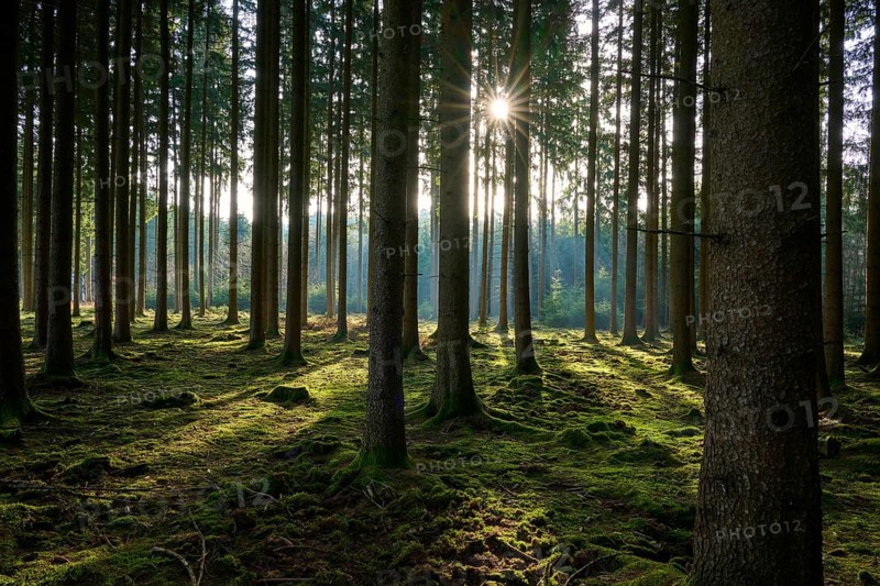 A quiet forest pierced by sunbeams that illuminate the ground with soft light, Mudau, Odenwald, Baden-Württemberg, Germany