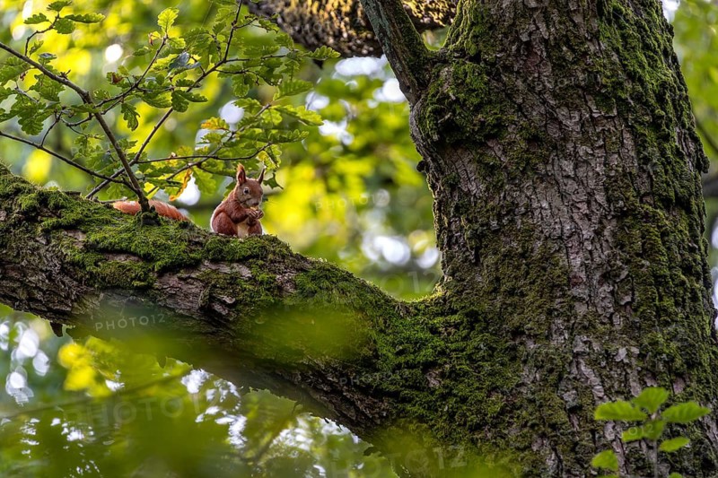 Squirrel (Sciurus vulgaris) eating an acorn on the branch of an oak tree, food, sweet, cute, October, Germany