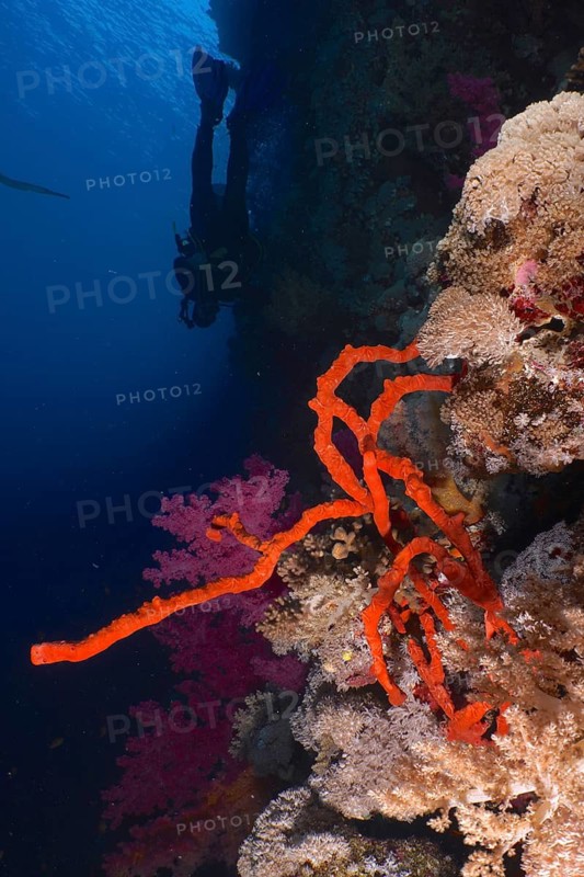 Poisonous finger sponge (Negombata magnifica Latrunculia magnifica)