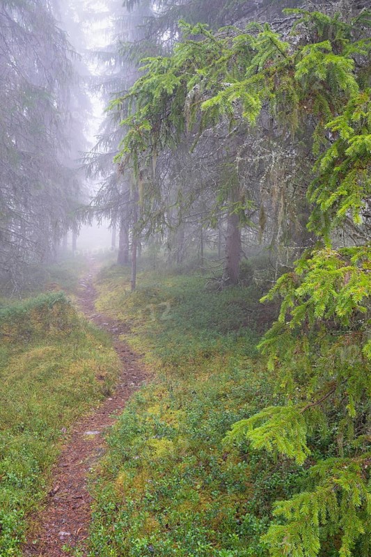 Path in foggy spruce forest, Alvdal, Hedmark, Innlandet, Norway, November 2025