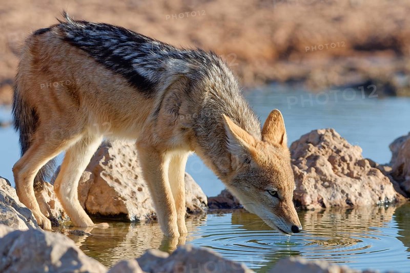 Black-backed jackal (Lupulella mesomelas), adult animal, drinking at a waterhole, golden evening light, Kgalagadi Transfrontier Park, Northern Cape, South Africa
