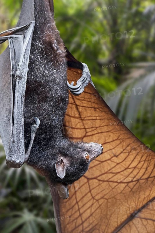 Lyle's flying fox (Pteropus lylei) native to Cambodia, Thailand and Vietnam hanging upside down and stretching wing showing veins
