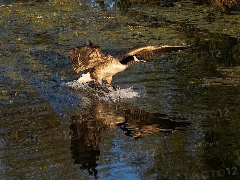 Canada goose (Branta canadensis), adult bird in flight, about to land on lake, Hesse, Germany