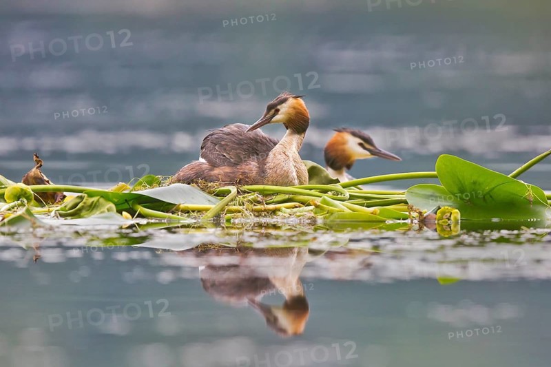 Great Crested Grebe (Podiceps cristatus) pair on nest, Bavaria, Germany