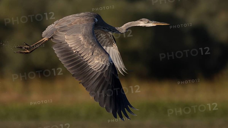 Grey Heron (Ardea cinerea) juvenile flying, Tiszaalpár, Hungary