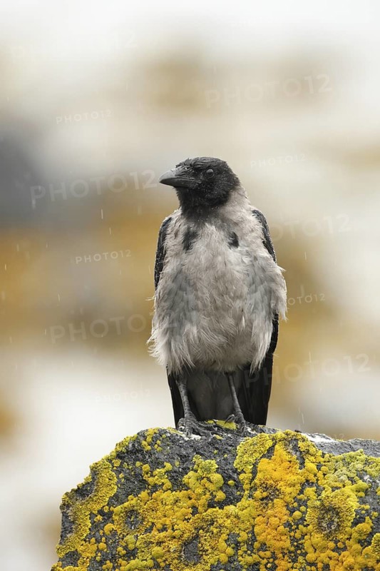Hooded Crow (Corvus cornix), Norway