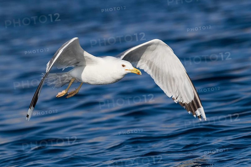 Caspian Gull (Larus cachinnans) flying, Eilat, Israel