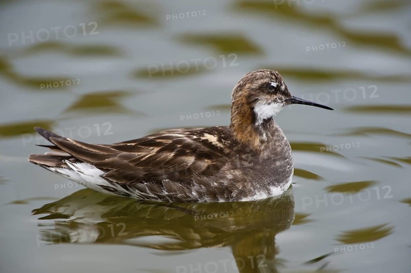 Red-necked Phalarope (Phalaropus lobatus), Iceland