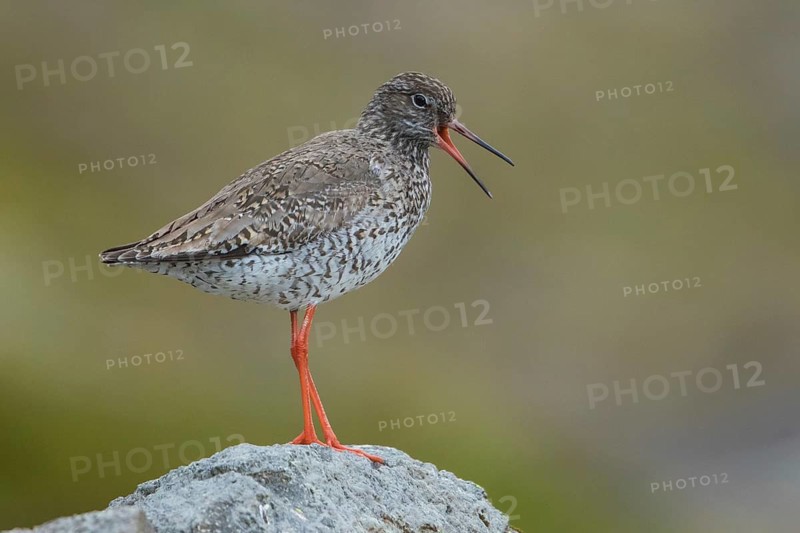 Common Redshank (Tringa totanus) calling from a rock, Iceland