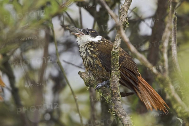 Streaked Tuftedcheek (Pseudocolaptes boissonneautii), Ecuador