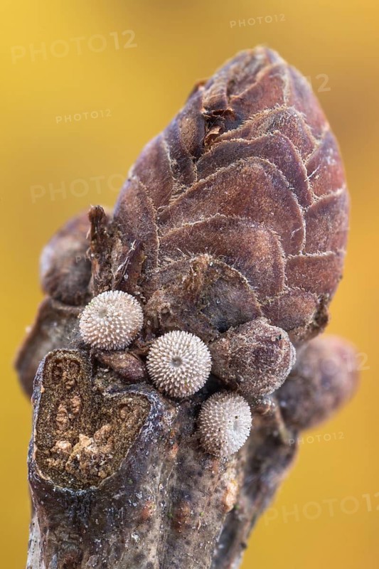 Drei Eier des Blauen Eichenzipfelfalter (Favonius quercus) an einer Eichenknospe