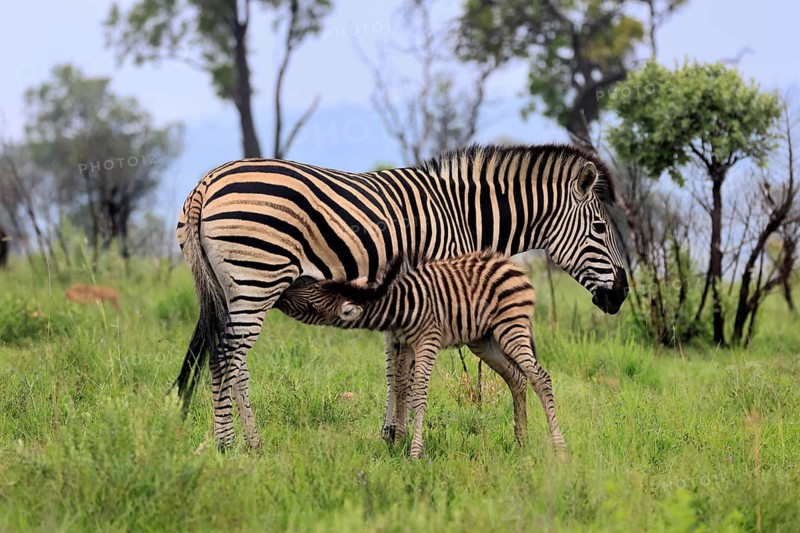 Burchell's zebra (Equus quagga burchelli), Burchell's zebra, adult, female, mother, young, suckling, social behaviour, Pilanesberg National Park, North West Province, South Africa