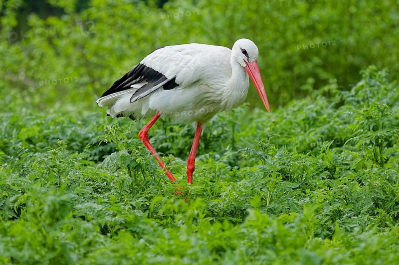 White stork (Ciconia ciconia) standing in dense green vegetation in natural habitat. Large wading bird during breeding season, Poland