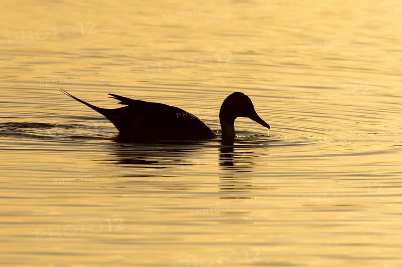 Northern pintail duck (Anas acuta) adult male bird on a lagoon silhouette at sunset, RSPB Titchwell nature reserve, Norfolk, England, United Kingdom