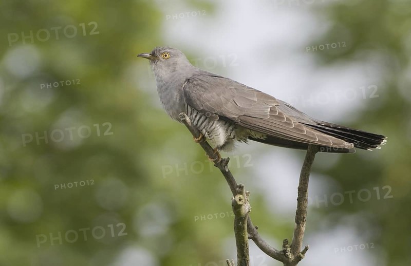 Common Cuckoo (Cuculus canorus) male, Brandenburg, Germany