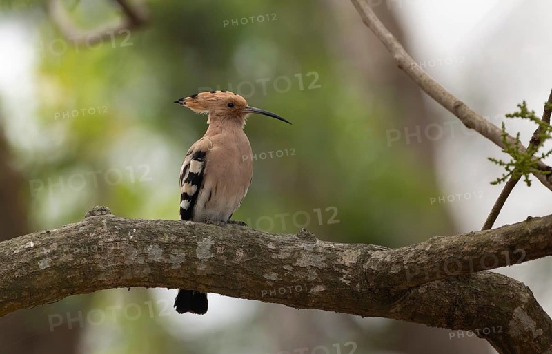 Eurasian hoopoe or common hoopoe (Upupa epops) on a tree branch, Sreepur, Gazipur, Bangladesh