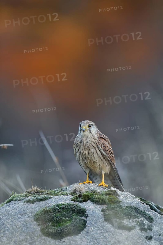 Turmfalke, lat. Falco tinnunculus, Jungvogel auf einem Stein stehend im Hochformat