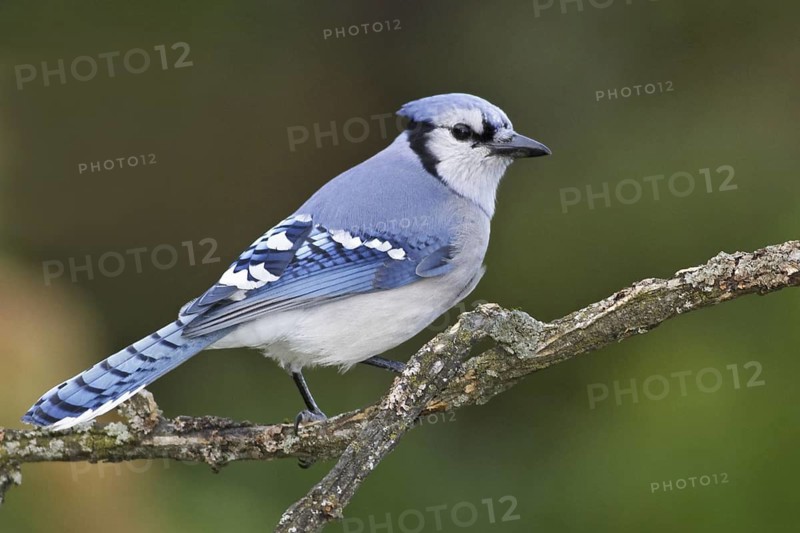 Blue Jay (Cyanocitta cristata), Ontario, Canada