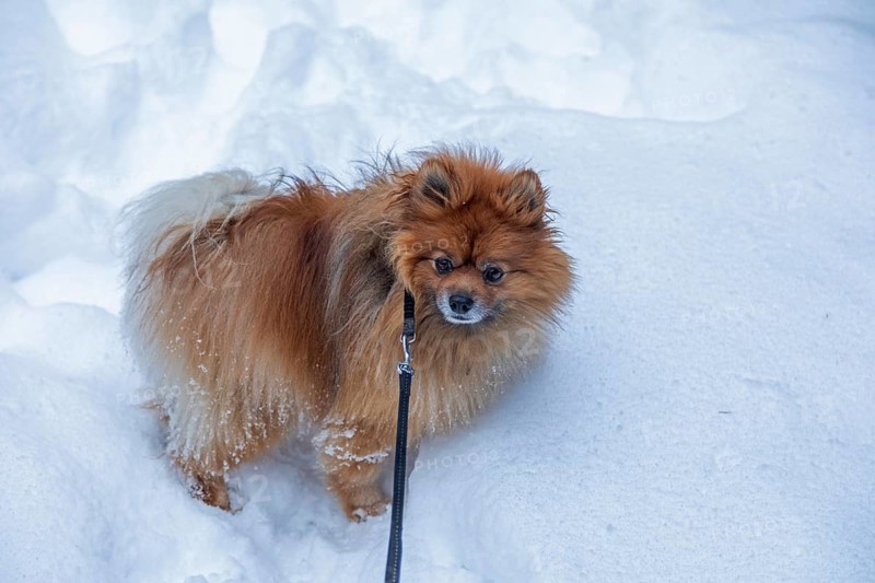 Mittelgroßer Spitz standing in deep snow, Sieversen, Samtgemeinde Rosengarten, Lower Saxony, Germany