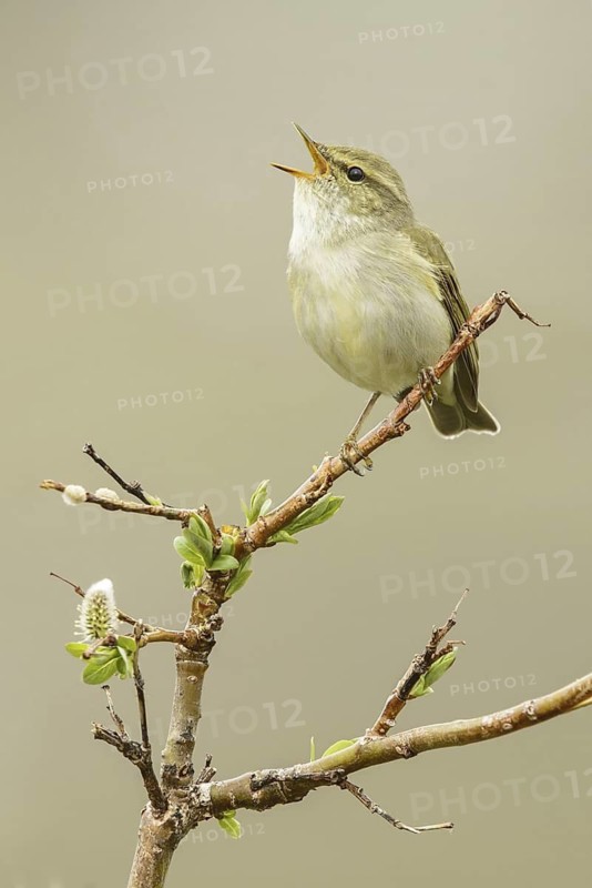 Arctic Warbler (Phylloscopus borealis) singing, Alaska, USA