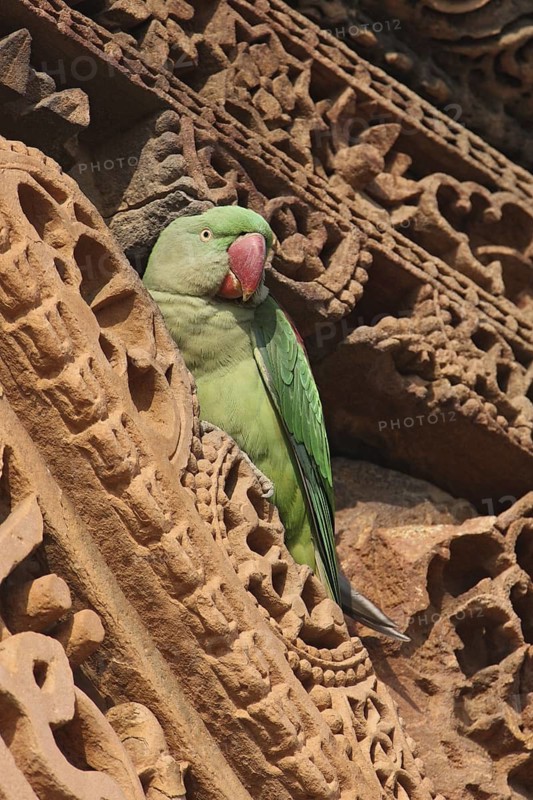 Alexandrine Parakeet (Psittacula eupatria) female, New Dehli, India