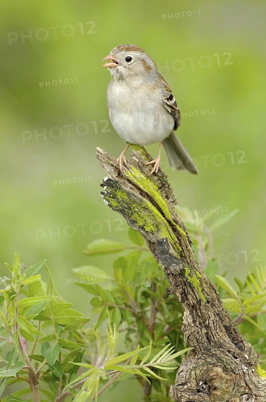 Field Sparrow (Spizella pusilla) singing, Texas, USA