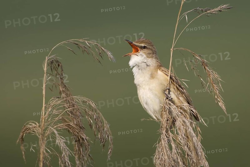 Great Reed Warbler (Acrocephalus arundinaceus) male singing, Saxony, Germany