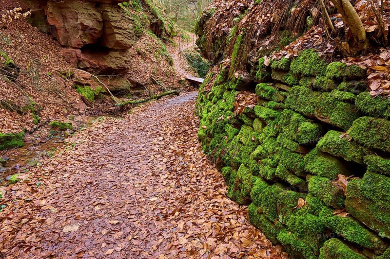 Winding forest trail with moss-covered stone walls and autumn leaves, Seltenbach Gorge, Klingenberg am Main, Churfranken, Untermain, Main, Bavaria, Germany