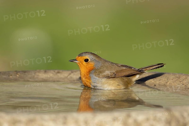 European robin (Erithacus rubecula) adult garden bird washing in a bird bath, Suffolk, England, United Kingdom