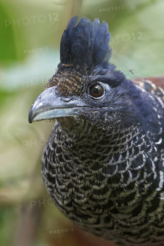 Banded Ground-Cuckoo (Neomorphus radiolosus) perched on a branch in Ecuador, South America