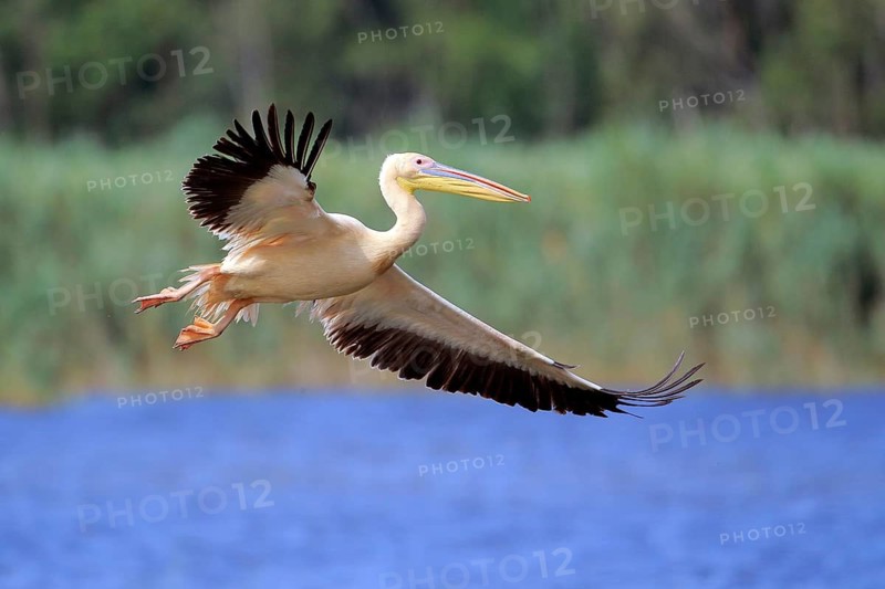 Great White Pelican (Pelecanus onocrotalus) flying, Danube Delta, Romania