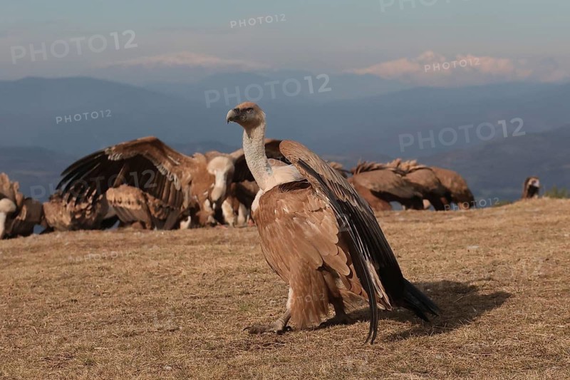 A stunning Griffon vulture displays its wings against a backdrop of distant mountains and a flock of vultures