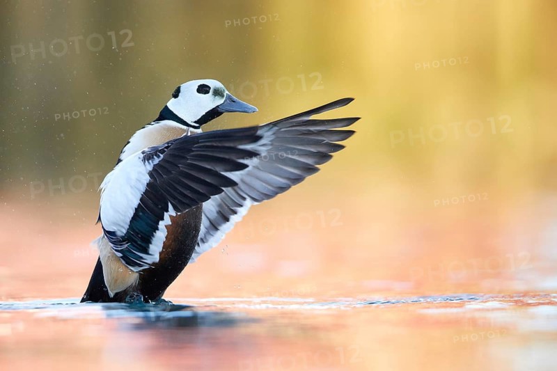 Steller's Eider (Polysticta stelleri) male flapping, Norway