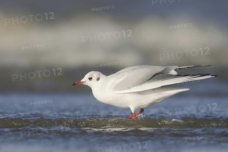 Black-headed Gull (Chroicocephalus ridibundus), Netherlands