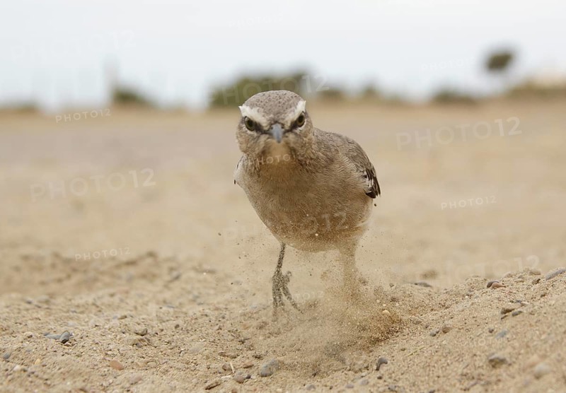 Patagonian Mockingbird (Mimus patagonicus), Chubut, Argentina