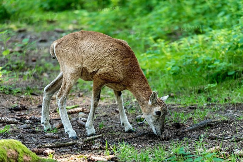 European mouflon (Ovis gmelini musimon), mouflon, young animal, looking for food in a sun-drenched forest surrounded by natural vegetation, Poing Wildlife Park, Upper Bavaria, Bavaria, Germany